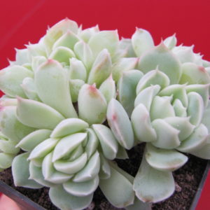 Echeveria    amoena   crisctata