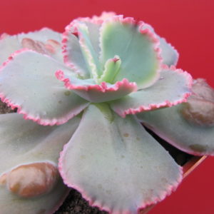 Echeveria  Virginia  Lee