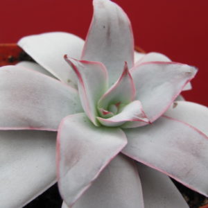 Echeveria   Cante