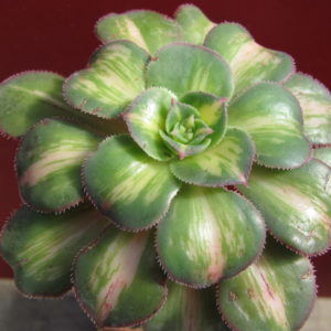 Aeonium  Moonburst   variegata
