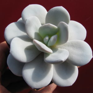 Echeveria laui