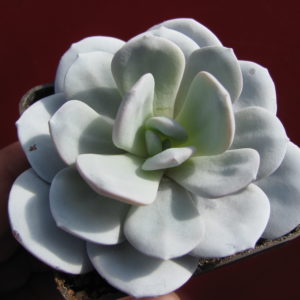 Echeveria  laui