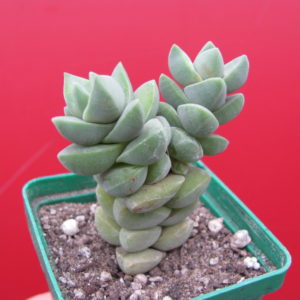 Crassula   moonglow