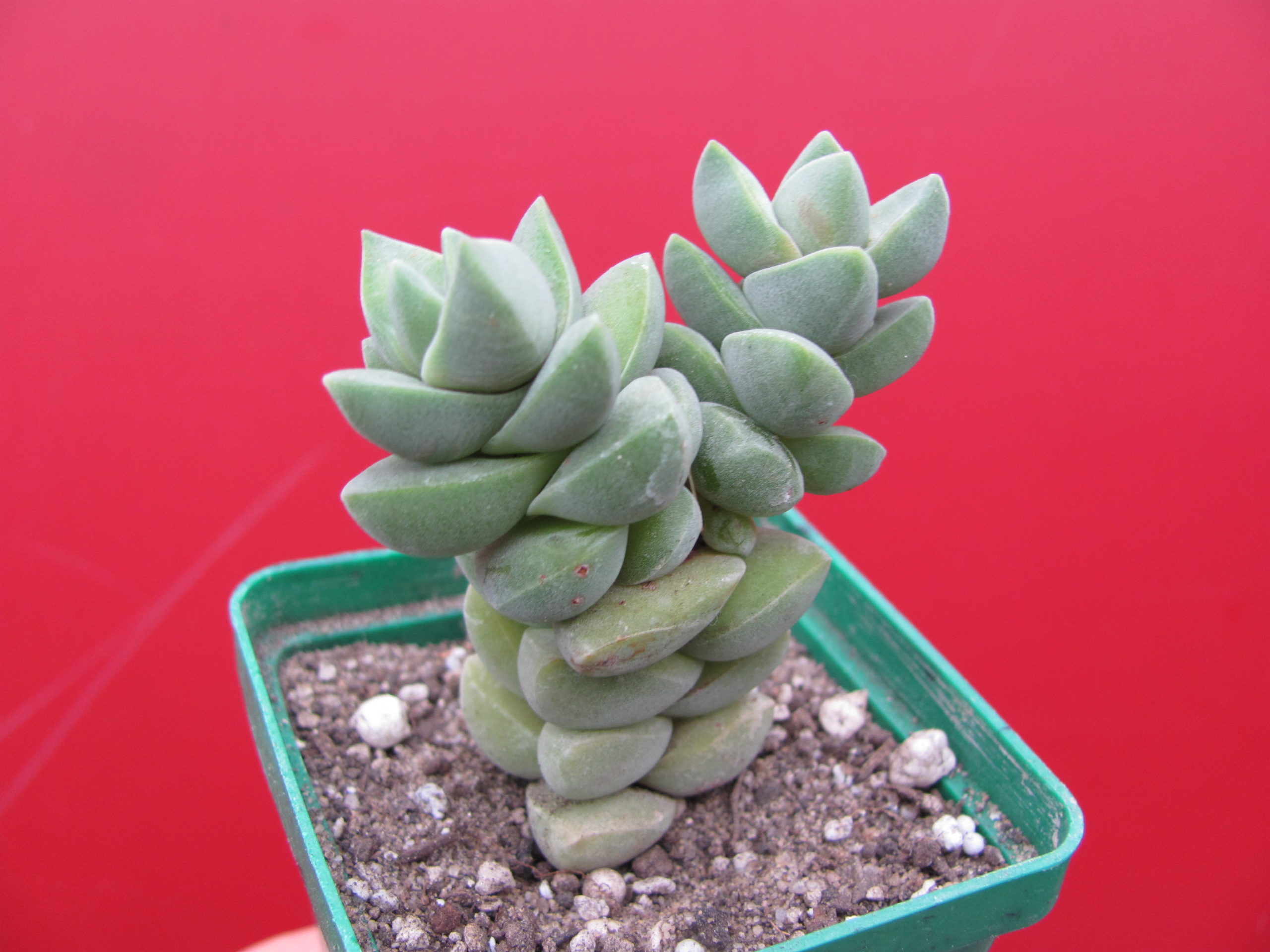 Crassula moonglow