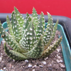 Haworthia  pumila  Donut