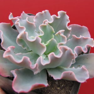 Echeveria   Blue  Curls