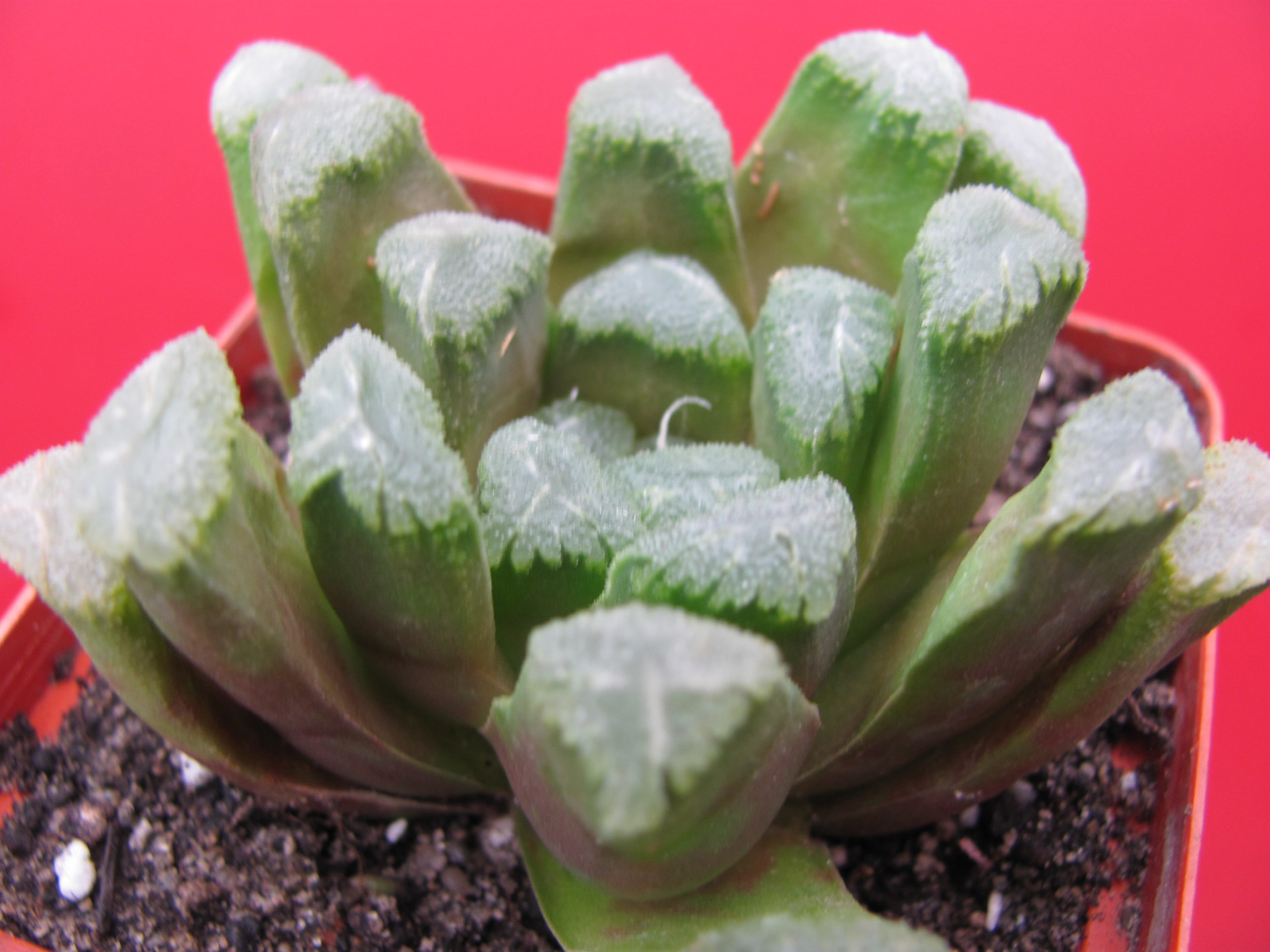 Haworthia    maughanii   Japan