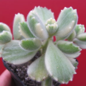 Cotyledon   tomentosa variegata