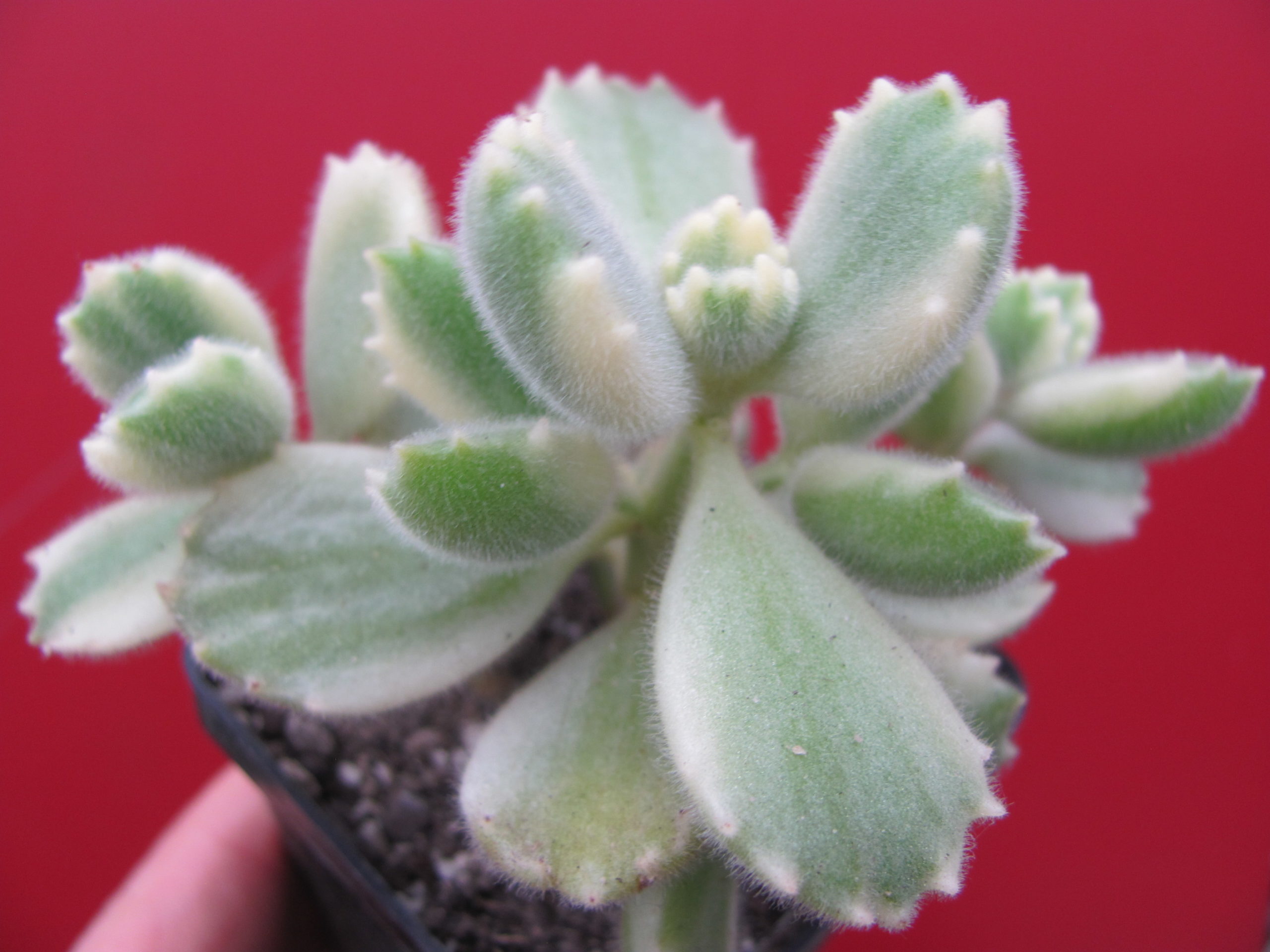 Cotyledon   tomentosa variegata