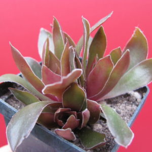 Crassula   rossularis