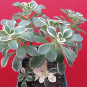 Aeonium   domesticum   variegata
