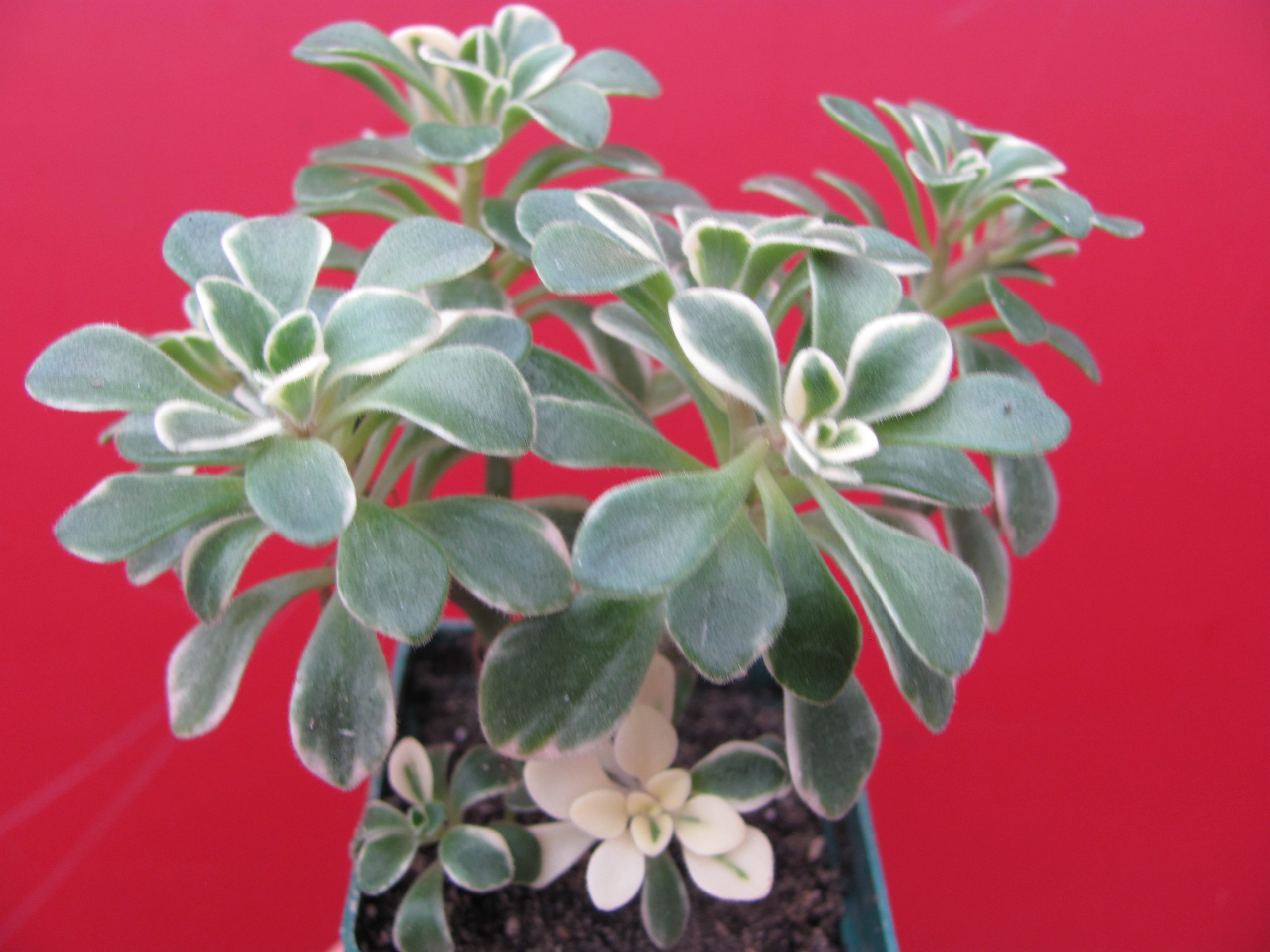 Aeonium   domesticum   variegata