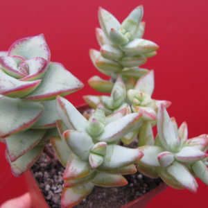 Crassula   perforata