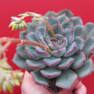 Echeveria   hybr.      #10
