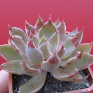 Echeveria   strictiflora  hybr.      F2