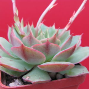 Echeveria  Ramillete