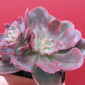 Echeveria   Red  Prince