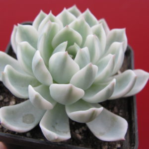 Echeveria    *Royal  Chrysanthemum*  variegata
