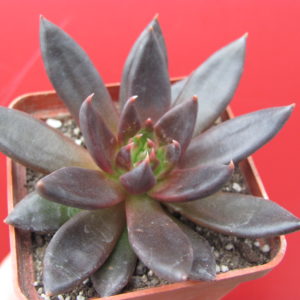 Echeveria   Black  Knight