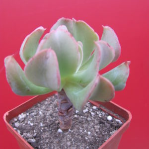 Echeveria   Dark   Vader
