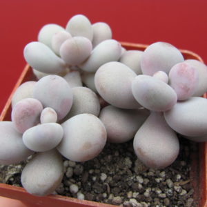 Pachyphytum    Pink   3 разом