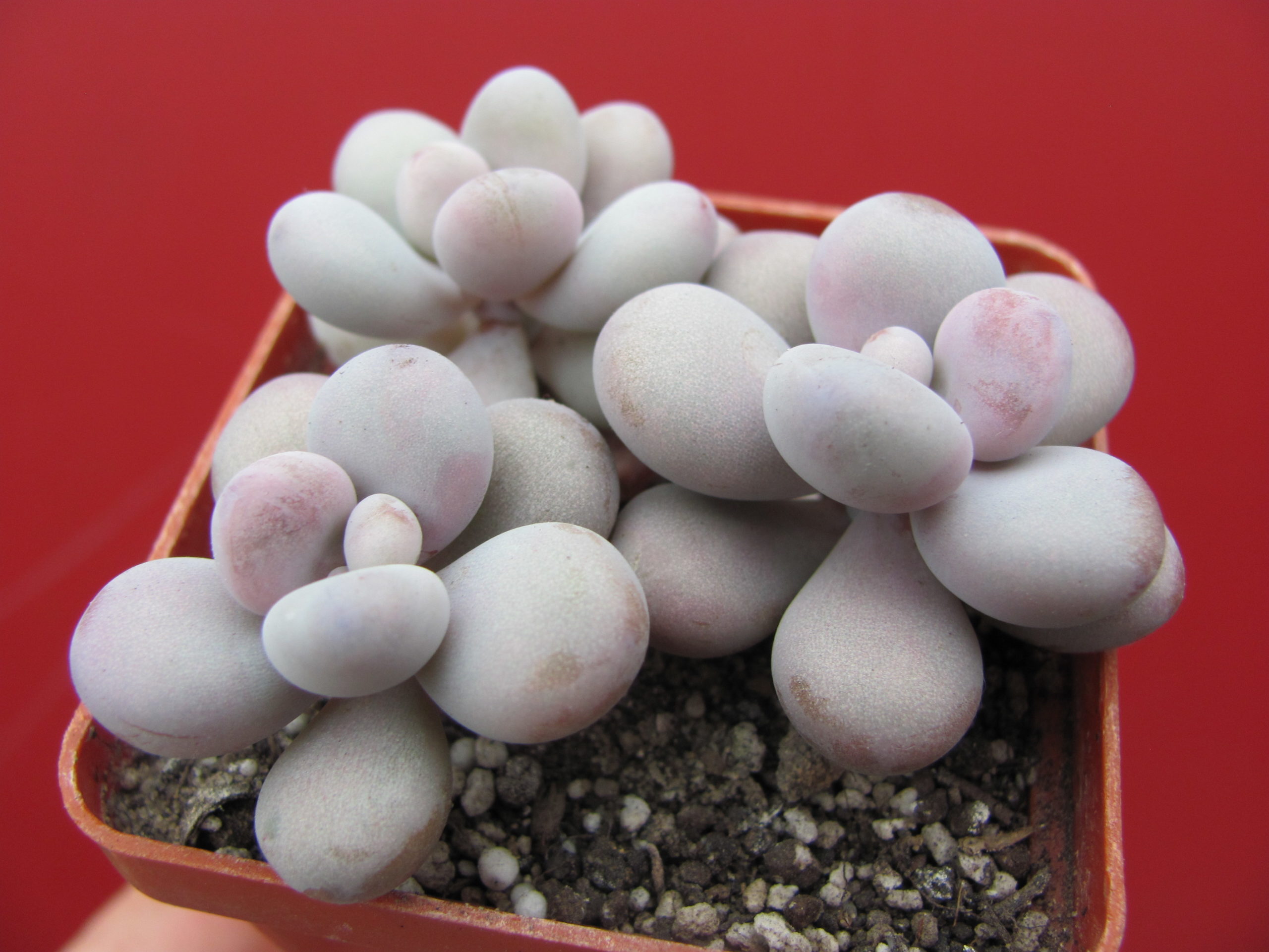 Pachyphytum    Pink   3 разом