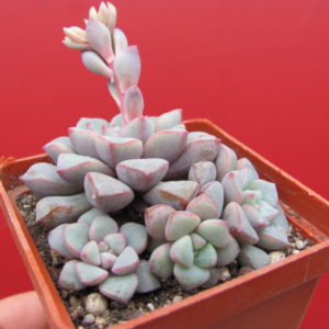 Echeveria  expatriata
