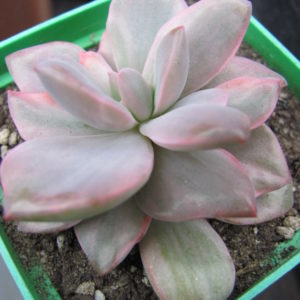 Echeveria    Mrs.   Richards    variegata