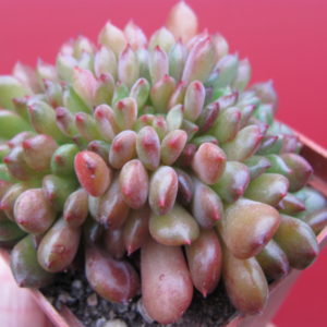 Echeveria    *Fantasia  Carol*