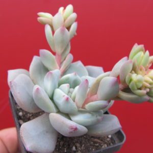 Echeveria   *Jelly  Jem*