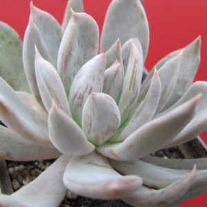 Echeveria   craigiana   Chihuahua