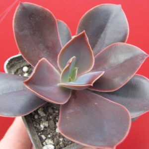 Echeveria    Bimbo