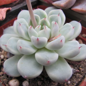 Echeveria   hybr.     #103       ( hybrid  Lipskiy )