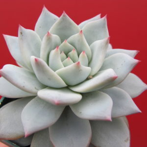 Echeveria   Blue  Bird