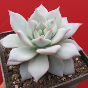 Echeveria   Blue  Bird