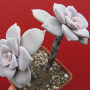 Graptopetalum   superbum