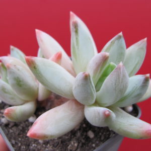 Echeveria   hookeri