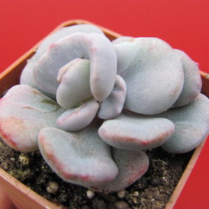 Echeveria    *Monstr*
