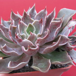 Echeveria   strictiflora    hybr.     F2