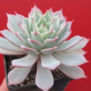 Echeveria