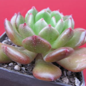 Echeveria   Fantasia Carol