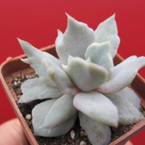 Echeveria    *Vampire  Appaloosa*