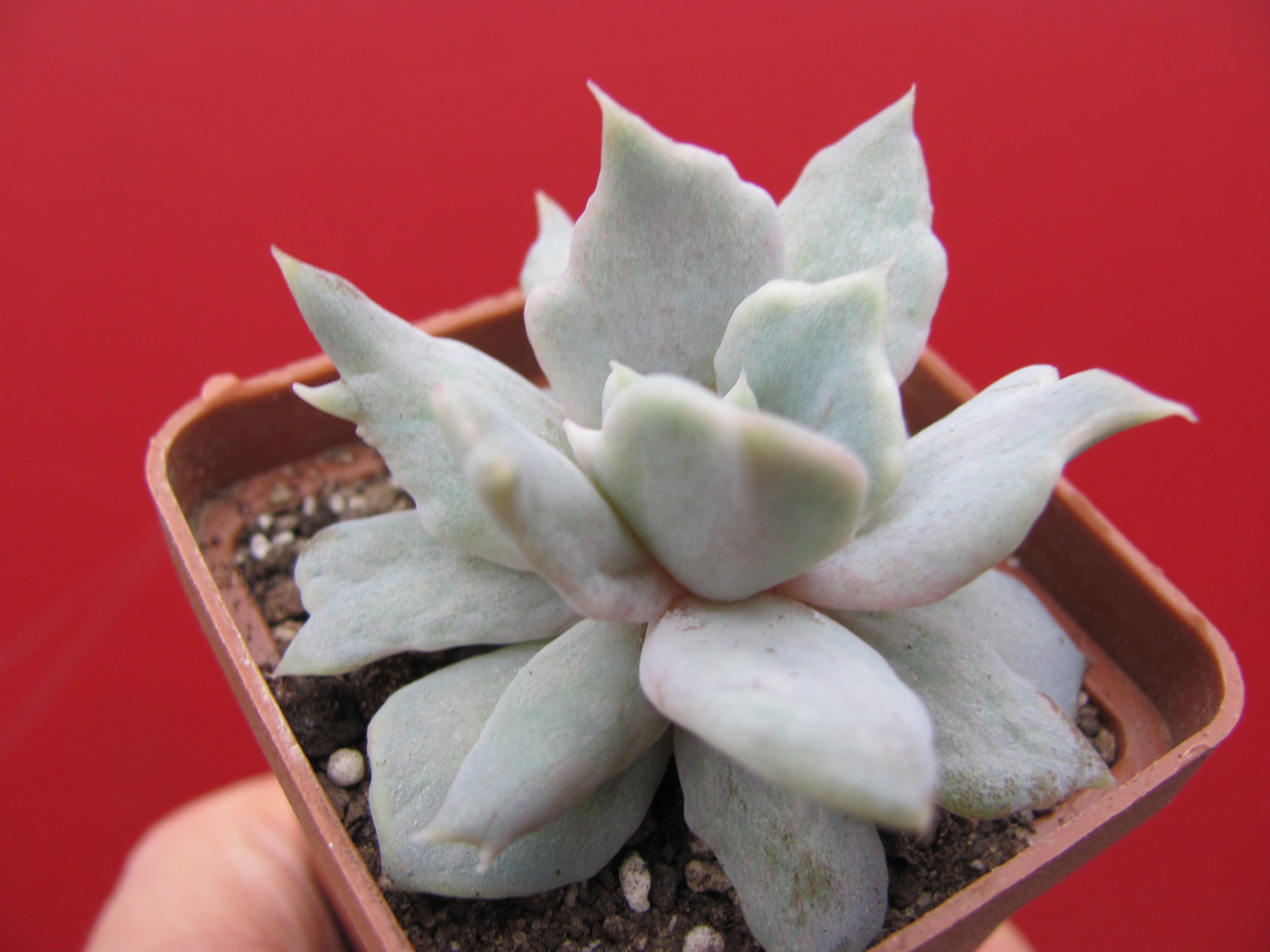 Echeveria    *Vampire  Appaloosa*