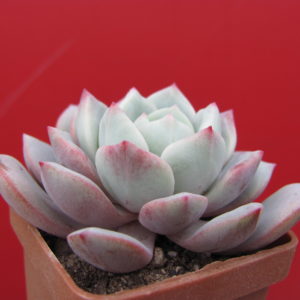 Echeveria   *Jelly  Jem*