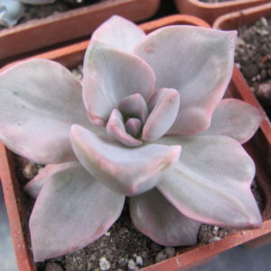 Echeveria   Mrs. Richards  variegata