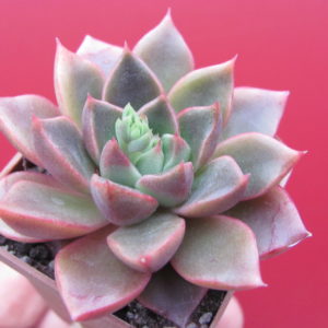 Echeveria    hybr.
