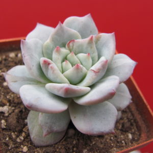 Echeveria   Blue Bird  variegata