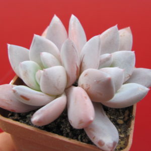 Echeveria   Brumes