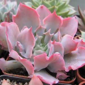 Echeveria  Trumpet Pinky