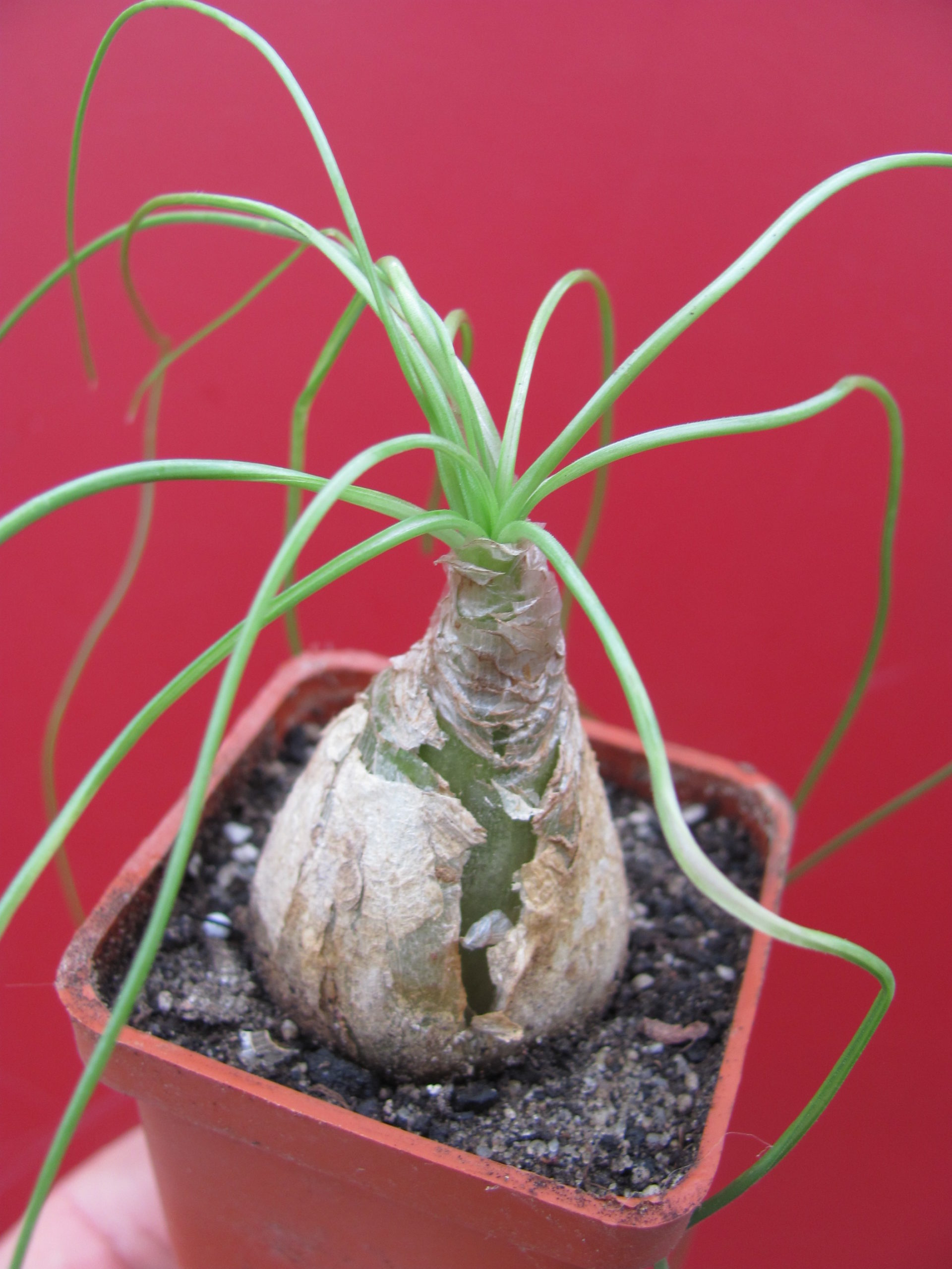 Albuca